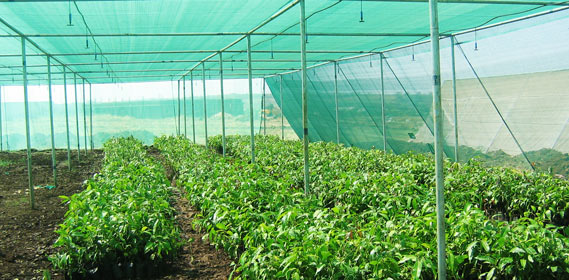 What are the main differences between Nethouses and Greenhouses?